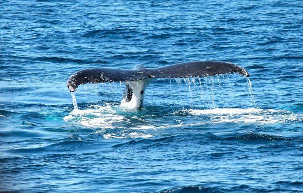Grab A Bigger Plate & Go After The Whales 2 big fish whale networking activity